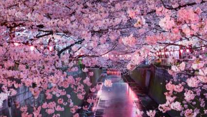 Što znači Sakura? Nepoznata svojstva cvijeta sakura