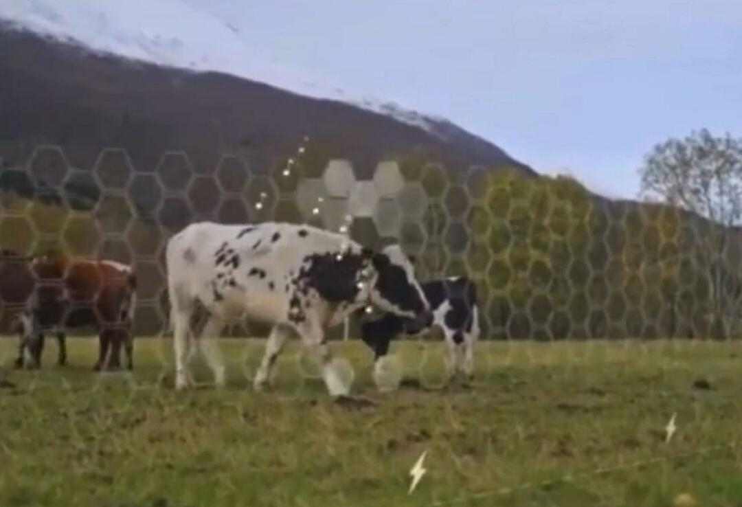 Virtualna ograda počela se testirati na životinjama