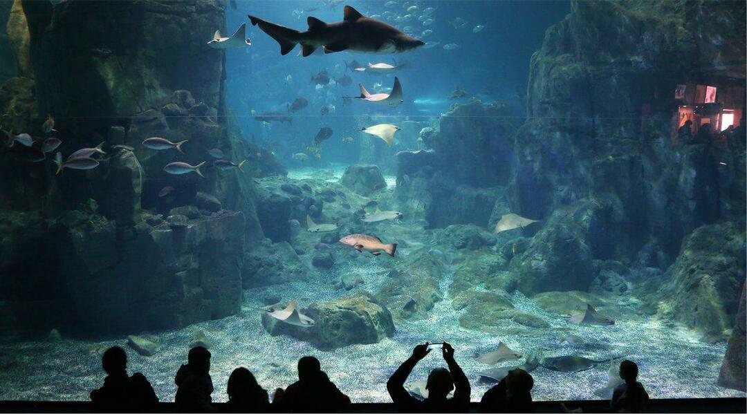 Istanbulski akvarij