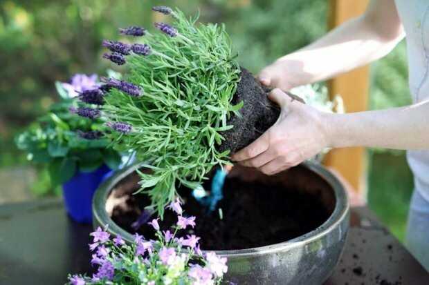 Kako se brinuti za cvijeće lavande, razmnožavanje i uzgoj kod kuće