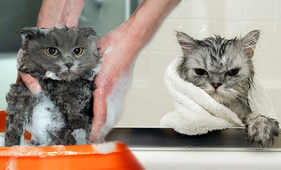 Peru li se mačke? Kako oprati mačke? Je li štetno kupati mačke?