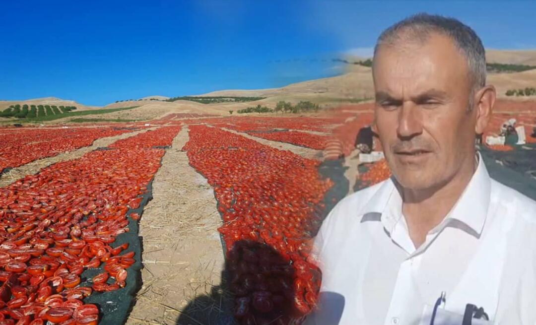 U Malatyji je počela berba rajčica za sušenje!