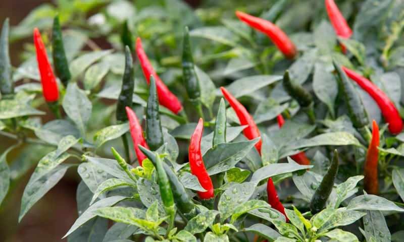 Kako uzgajati zelenu papriku u loncima? Koji su trikovi uzgoja paprika kod kuće?