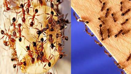 Kako uništiti mrave u kući? Što učiniti da biste se riješili mrava, najučinkovitija metoda