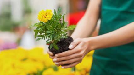 Razlozi uzgoja biljaka kod kuće? Je li štetno uzgajati cvijeće kod kuće?