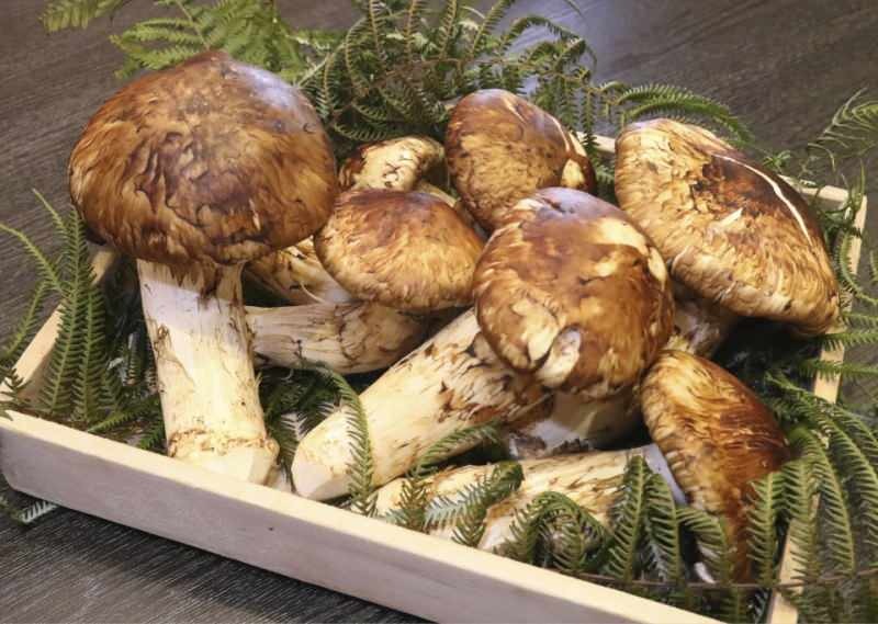 Što je gljiva Matsutake? Prednosti gljive Matsutake! Potpuni matsutake za pohranu proteina ...