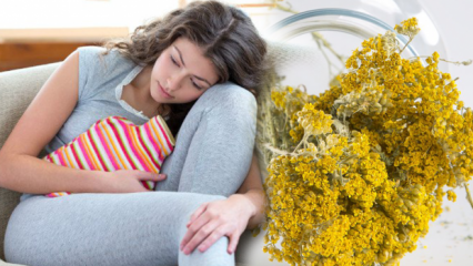 Koje su prednosti biljke yarrow? Prirodni lijek za jagodicu protiv menstrualne boli!