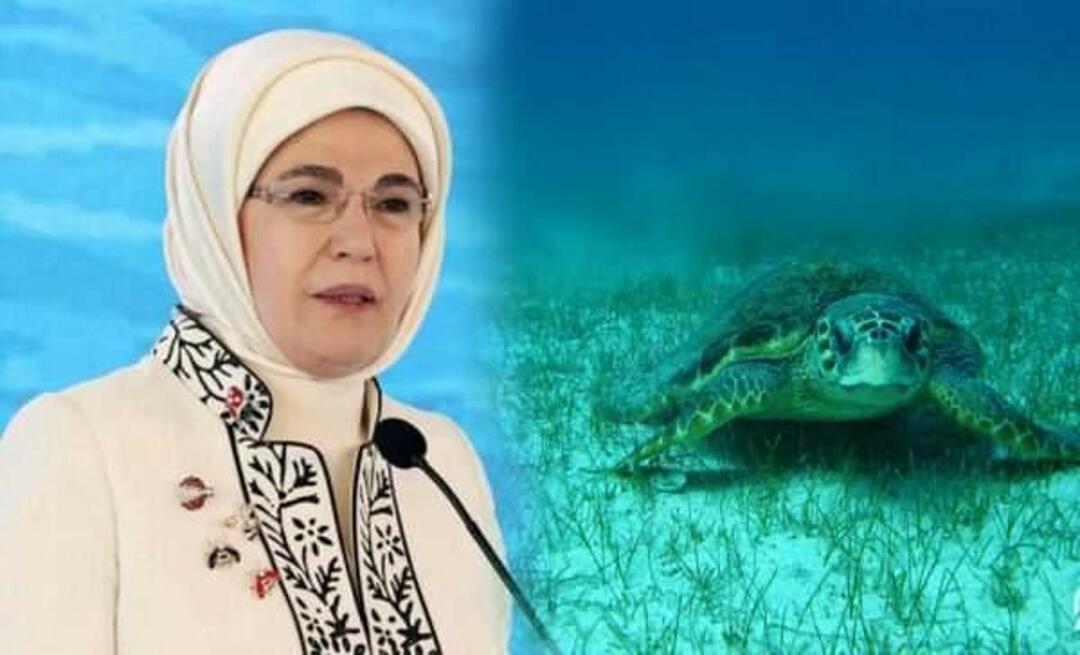 Dijeljenje "morske kornjače" od Emine Erdoğan: "Sve dok ih štitimo, nastavit će živjeti"
