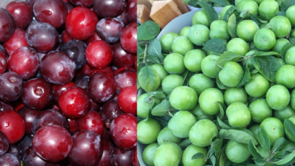 Koje su prednosti zelene i crvene višnje? Što radi sok od crvene šljive?
