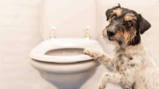 Kako stvoriti toaletne navike pasa