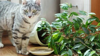 Kako se mačke drže dalje od biljaka?