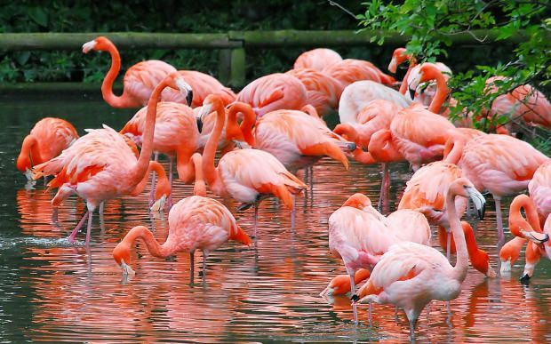 Gdje se nalazi Flamingo Village? Kako ići? Koliko košta cijena doručka?