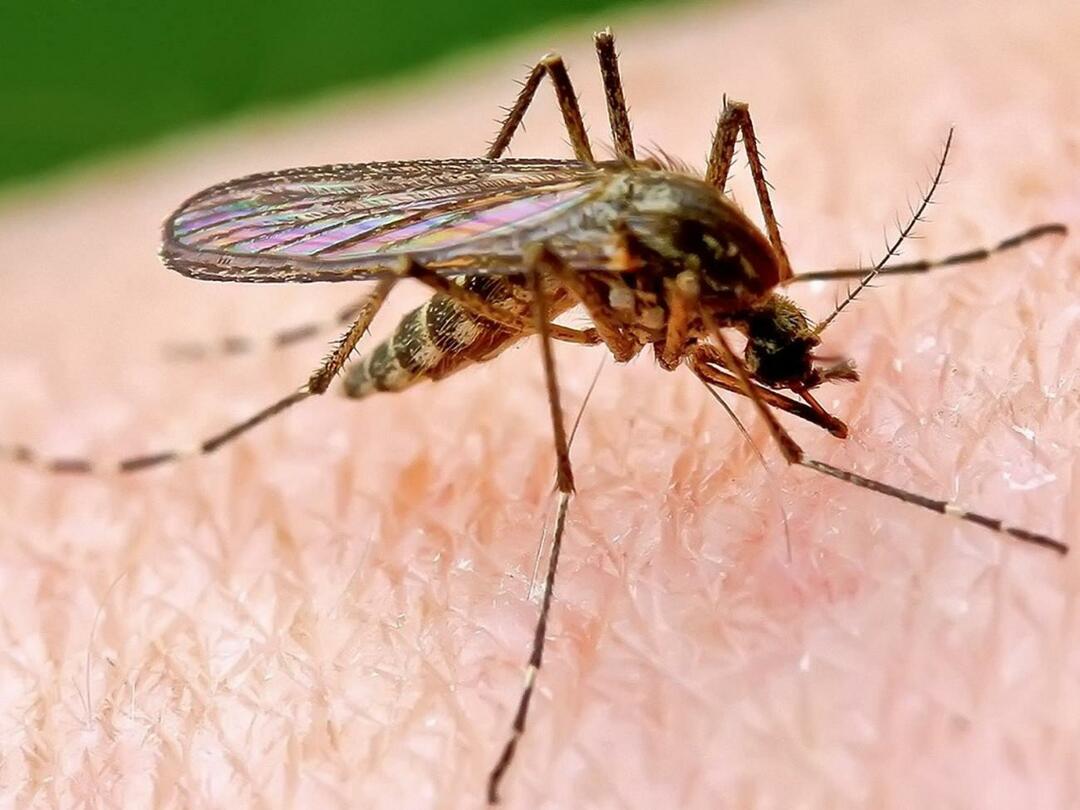 Zašto komarci neke ljude više grizu?
