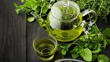 Prednosti zelenog čaja! Brzo i zdravo mršavljenje dijetom zelenog čaja