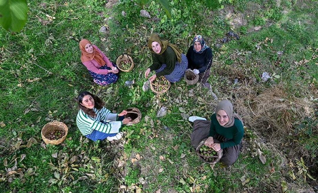 Žene iz Vana distribuiraju orahe u Tursku pod brendom "Ahtamara"