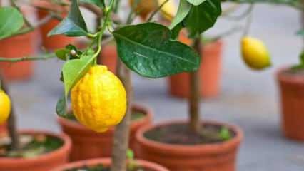 Kako uzgajati limun u loncima kod kuće? Savjeti za uzgoj i održavanje limuna