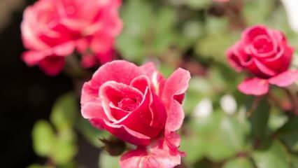 Kako uzgajati ruže u loncima? Savjeti za uzgoj ruža kod kuće ...