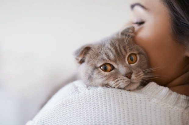 Kako spriječiti stres mačaka? Kako spriječiti prosipanje mačje dlake?