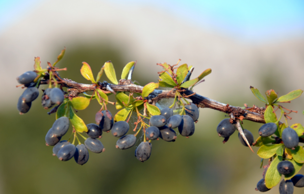 Koje su prednosti biljke borovnice? Kako napraviti čaj od biljke borovnice?