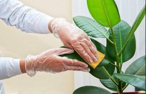Kako ukloniti prašinu nakupljenu na cvjetovima