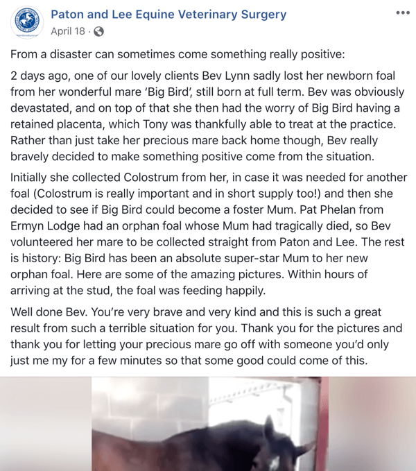Primjer objave na Facebooku s pričom veterinarske kirurgije Paton i Lee Equine.