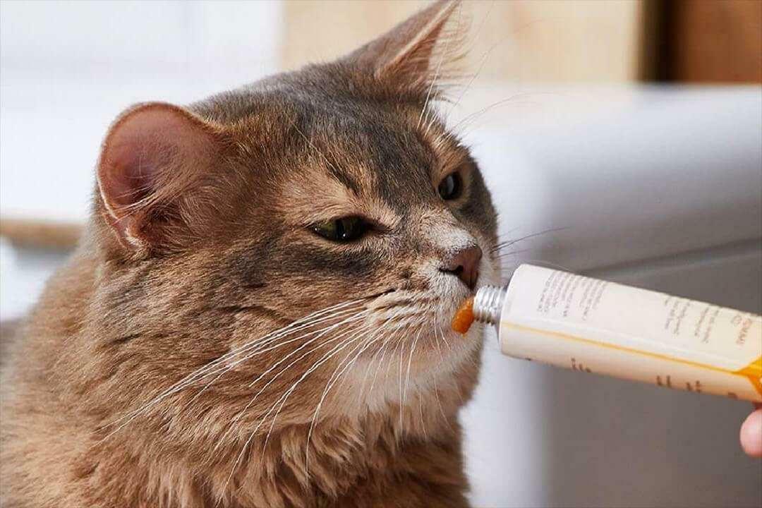 Načini hranjenja paste za mačke