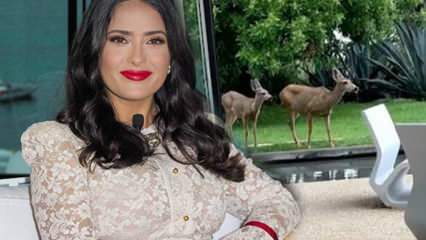 Holivudska zvijezda Salma Hayek podijelila je jelena koji je ušao u njezin vrt na društvenim medijima!