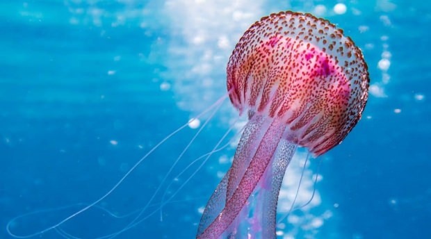 Što treba učiniti u ubodima meduza? Što treba znati o meduza ...