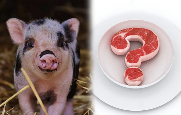 Je li zabranjeno jesti svinjetinu?