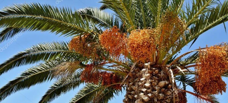 Što je palma? Koja su svojstva palme, kako je uzgajati