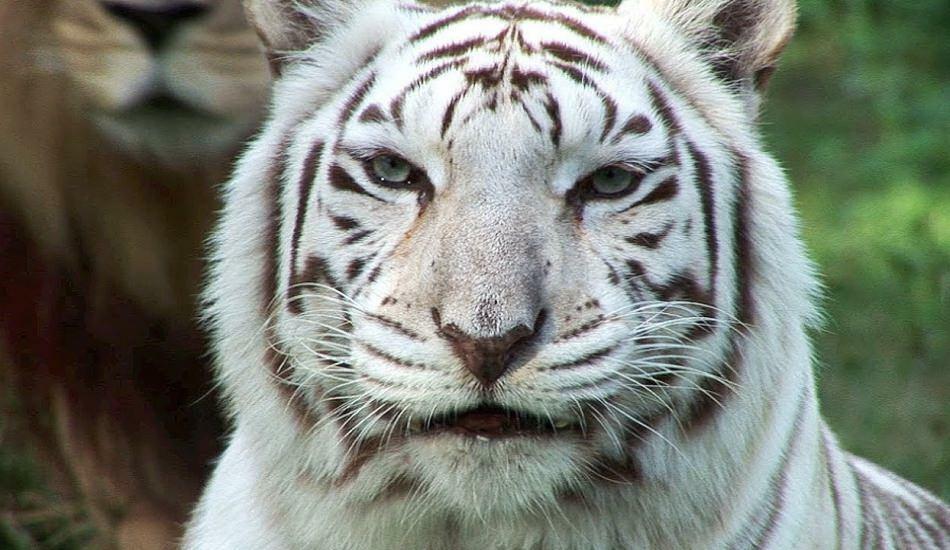 Bijeli tigar u zoološkom vrtu širi opasnost
