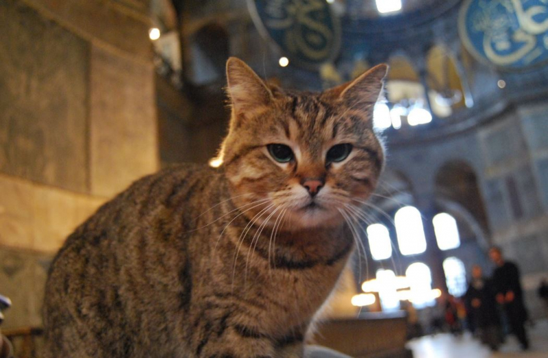 Mačka Aje Sofije Gli je kod veterinara: Vaše dobre želje čekaju!