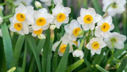 Koje je značenje cvijeta narcisa, koje su njegove značajke i prednosti? Kako razmnožavati cvijet narcisa