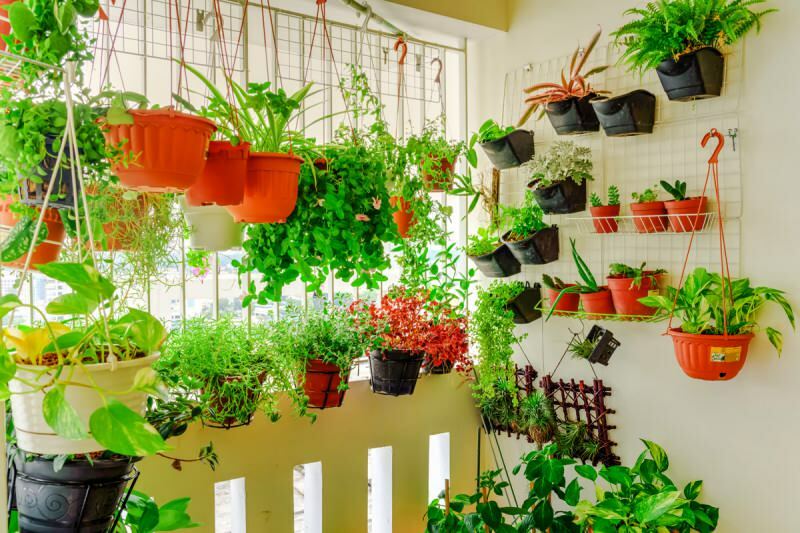 uzgoj biljaka kod kuće