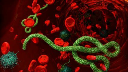 Što je virus ebole? Kako se prenosi virus ebole? Koji su simptomi virusa ebole? 