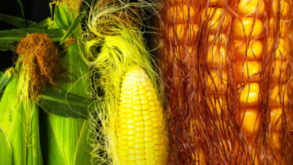 Hoće li kuhani kukuruz dobiti na težini, koliko kalorija? Brzo mršavljenje čajem od kukuruznih rese