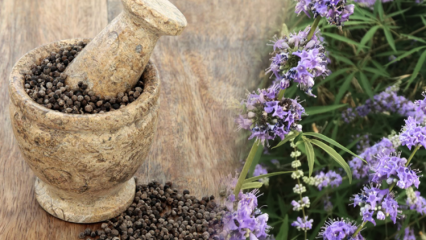 Koje su prednosti sjemena Hayıt? Čemu služi mješavina sjemena sijena i meda?