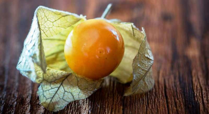 zlatna jagoda sprečava infekciju mokraćnog sustava