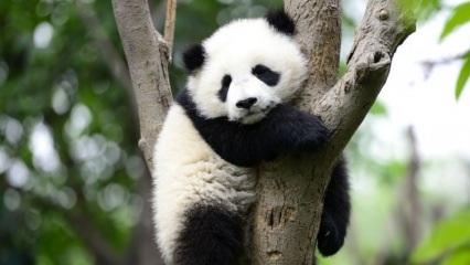 Najmanja panda na svijetu rođena je u Kini