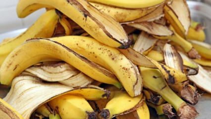 Koje su prednosti banane? Koliko vrsta banana ima? Nepoznate uporabe kore od banane! 