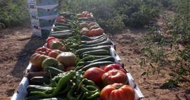 Što god kupite u okrugu Ayrancı u Karamanu košta samo 1 liru! Od rajčice do krastavca...
