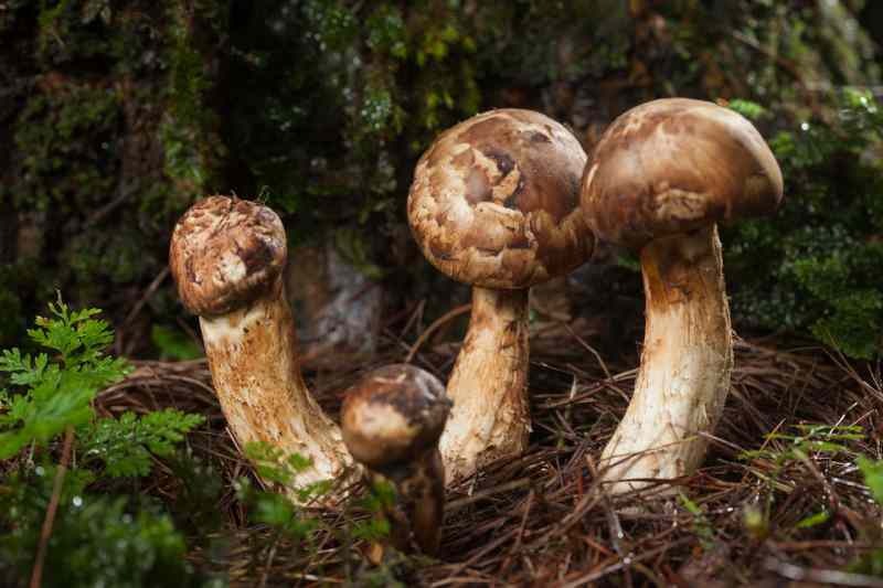 gljive matsutake rastu na dnu borova