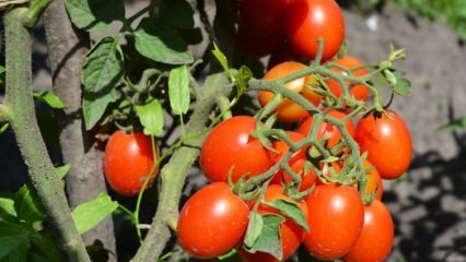 Kako uzgajati rajčicu u loncu? Najlakše uzgajanje rajčice