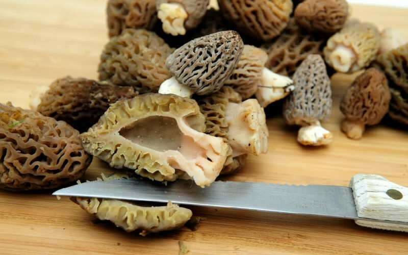 Koje su blagodati janjećih trbušnih gljiva? Kako konzumirati janjeće trbušne gljive?