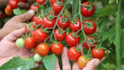 Kakva je korist od jedenja rajčice na sahuru? Koje su prednosti sirove rajčice? 