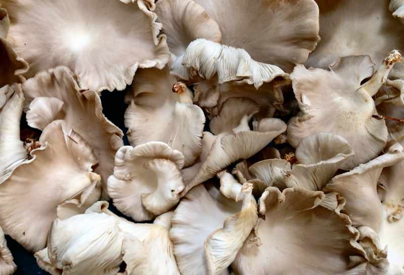 prekomjerna konzumacija gljiva može izazvati alergiju na trovanje 