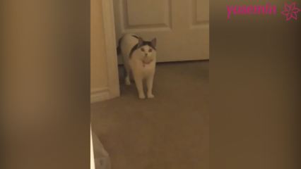 Mačka koja reagira na goste koji dolaze kući!