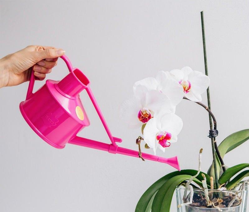 kako razmnožavati orhideje