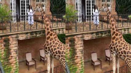 Žena koja hrani žirafu s balkona rukama! 