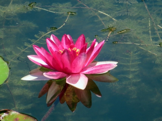 Prednosti cvijeta lotosa na koži